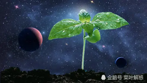 为什么上过太空的种子会结出比较大的果实？