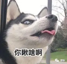 你以为我是个猴吗？我装的