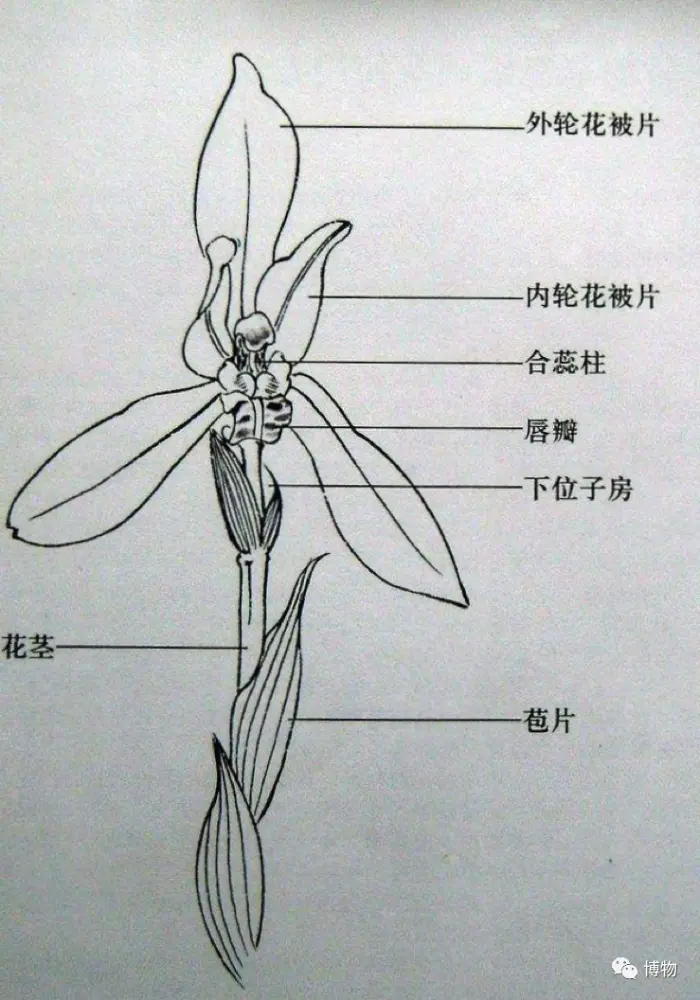 你以为我是个猴吗？我装的