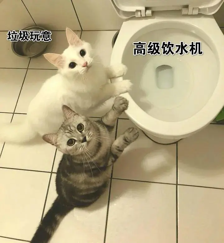 “好想承包全世界的猫猫，痛恨自己不是富婆！”