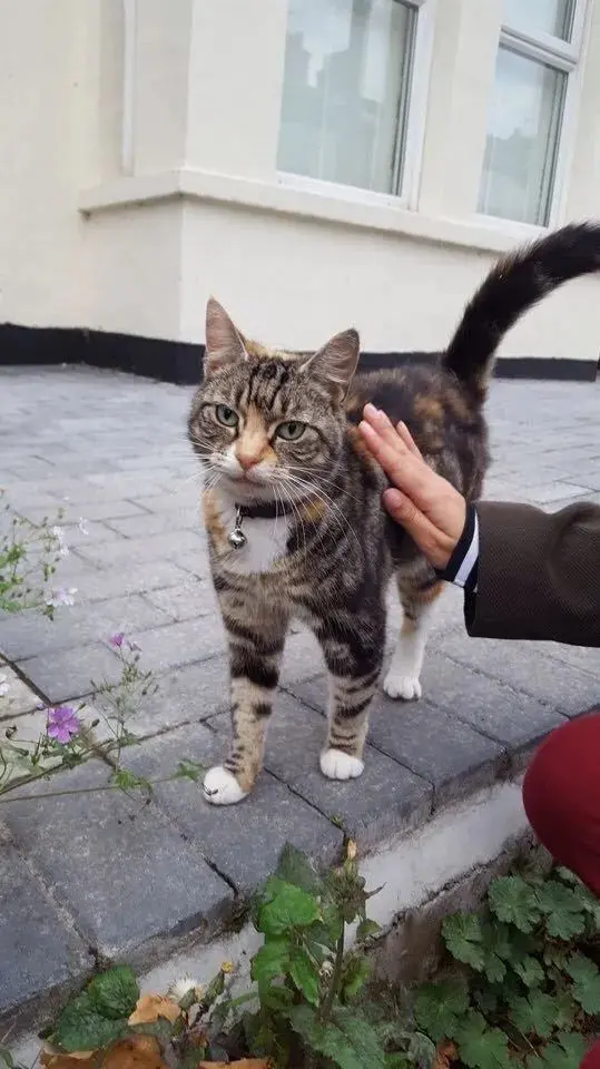 “好想承包全世界的猫猫，痛恨自己不是富婆！”