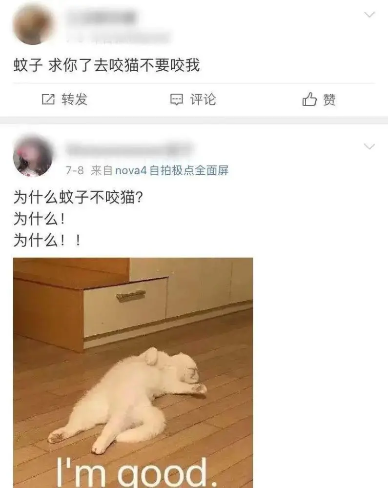 你给猫剃光毛的样子，就像顶流网红丢了滤镜一样！