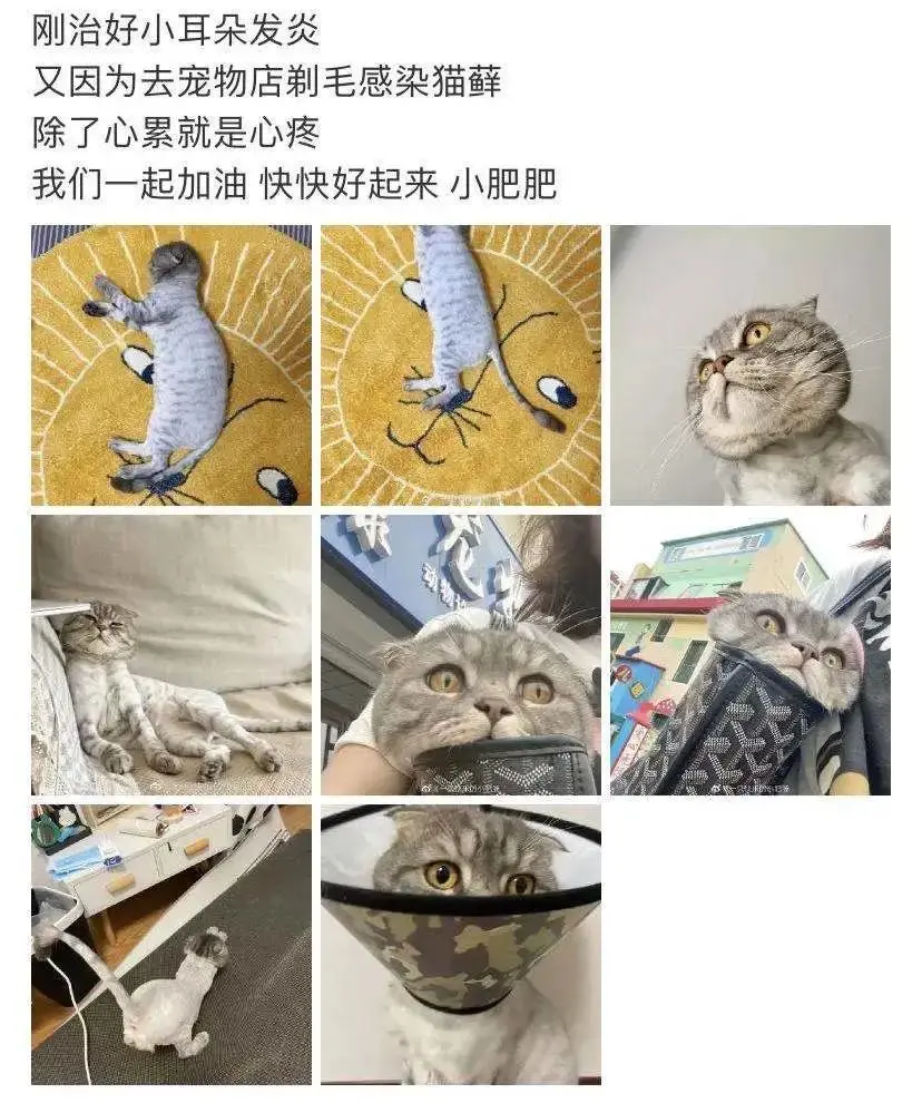 你给猫剃光毛的样子，就像顶流网红丢了滤镜一样！