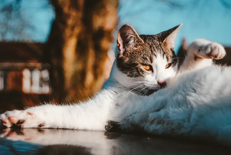 你给猫剃光毛的样子，就像顶流网红丢了滤镜一样！