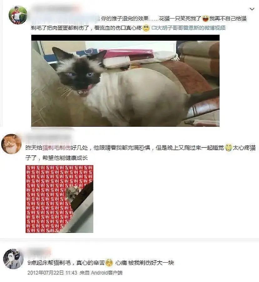 你给猫剃光毛的样子，就像顶流网红丢了滤镜一样！