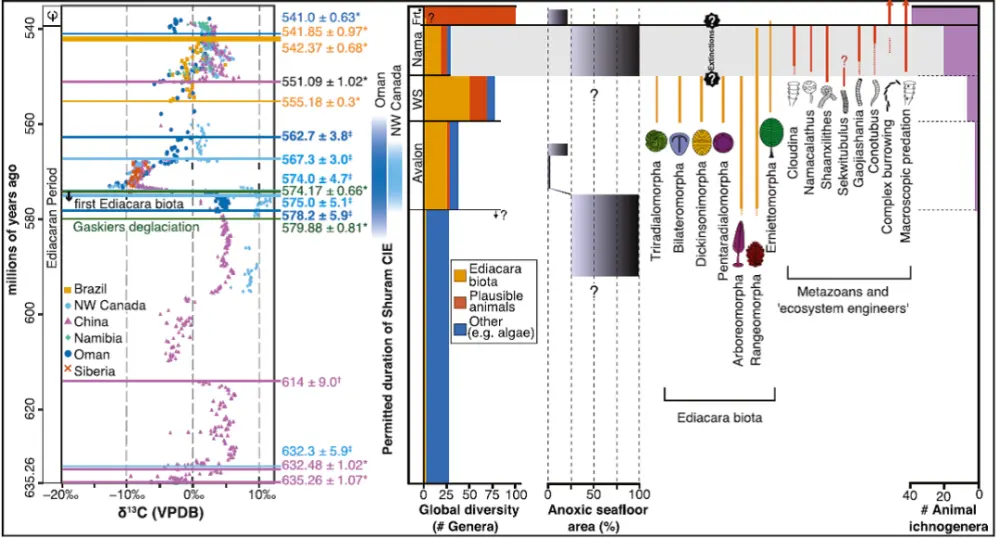 标定埃迪卡拉生物和环境的共同演化