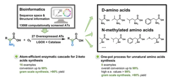 科学家利用计算推动微生物转氨元件发掘与氨基酸高效利用