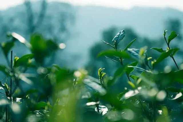 人间“茶”话，那些与茶有关的趣闻雅事