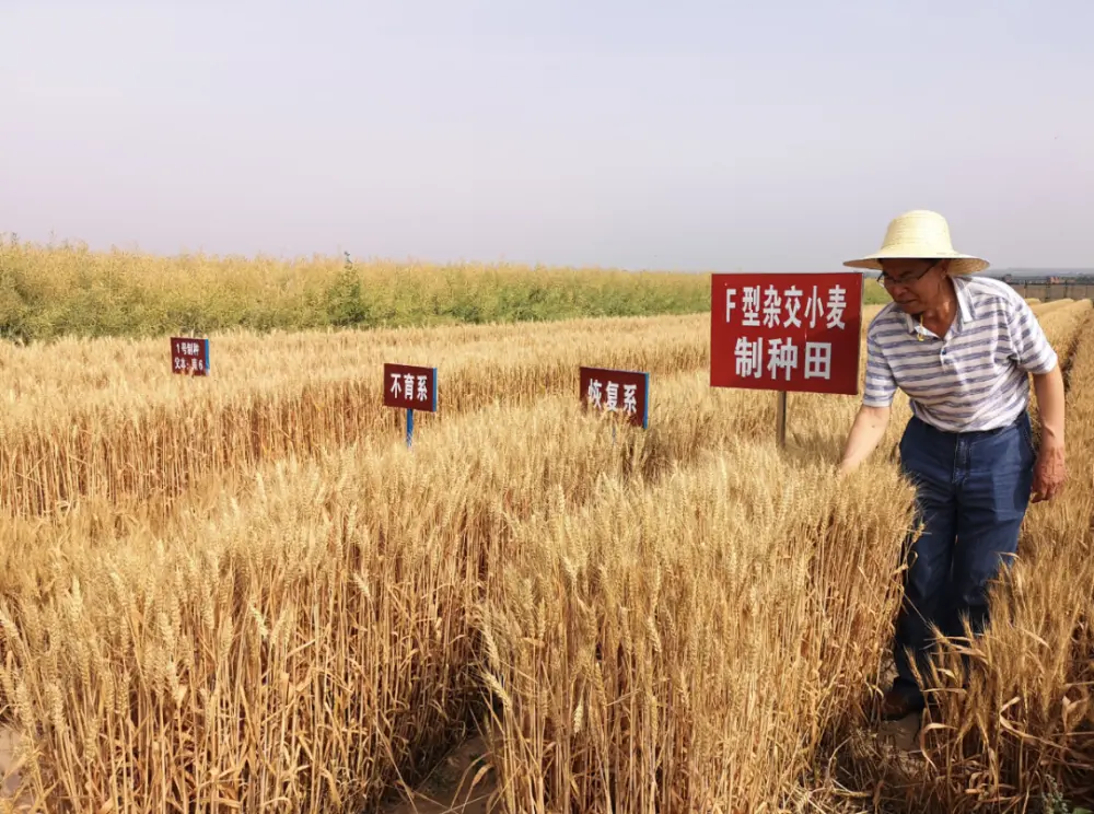 夏粮少收购近千万吨，中国粮食危机要来了？