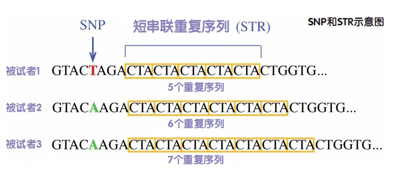 DNA，无所不能：听DNA讲述祖先的故事