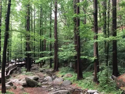 樱桃沟的夏天：《庚子销夏记》述往