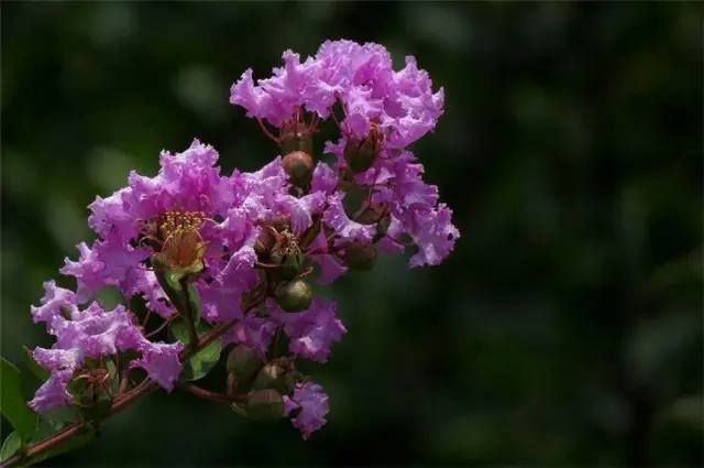 生如夏花说紫薇：紫薇花对紫薇郎