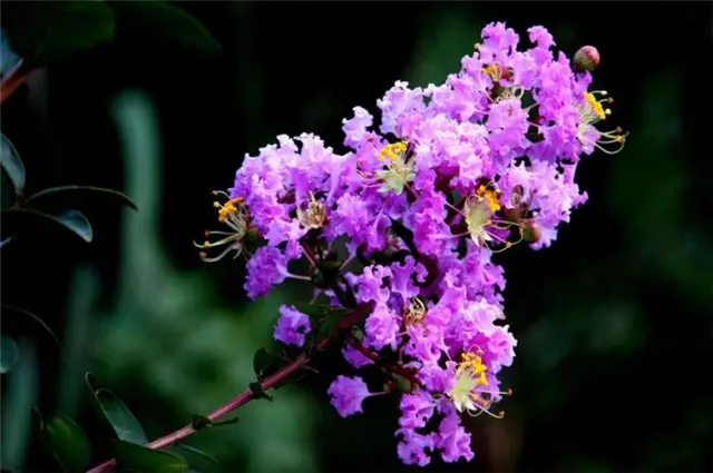 生如夏花说紫薇：紫薇花对紫薇郎