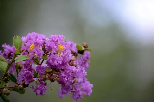 生如夏花说紫薇：紫薇花对紫薇郎