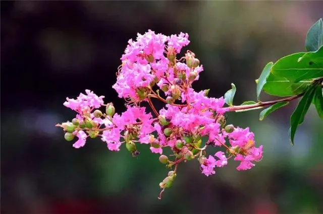 生如夏花说紫薇：紫薇花对紫薇郎