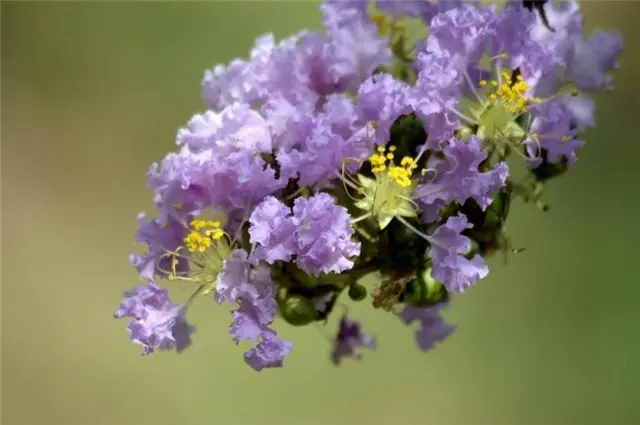 生如夏花说紫薇：紫薇花对紫薇郎