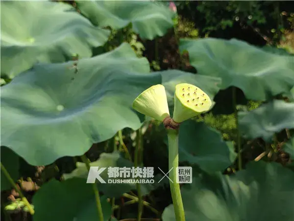 气愤！西溪湿地并蒂莲被摘了，监控拍下两个女子