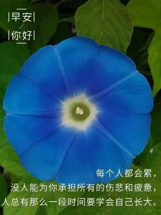 发朋友圈的早安小句子，温暖治愈，你最喜欢哪句？
