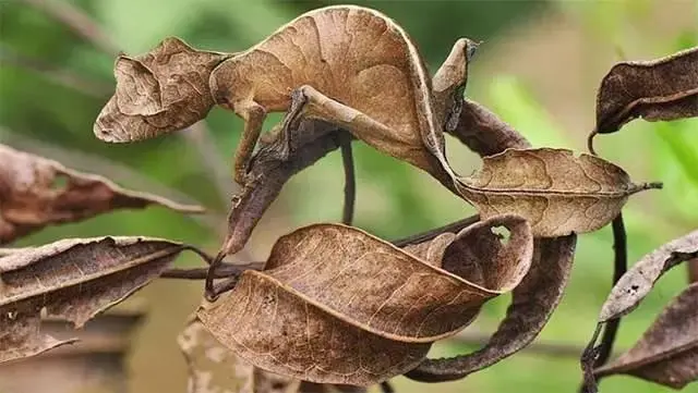 动物伪装技巧多厉害？看看枯叶蝶和叶虫，最后一个有人甚至找不到