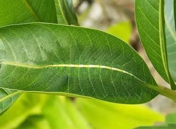 动物伪装技巧多厉害？看看枯叶蝶和叶虫，最后一个有人甚至找不到