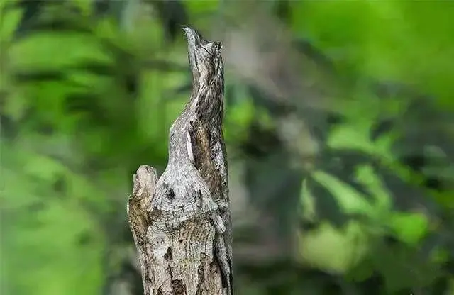 动物伪装技巧多厉害？看看枯叶蝶和叶虫，最后一个有人甚至找不到