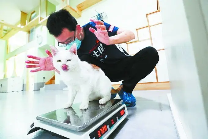 “幸运土猫”中转站，为超过3000只流浪猫找到新家