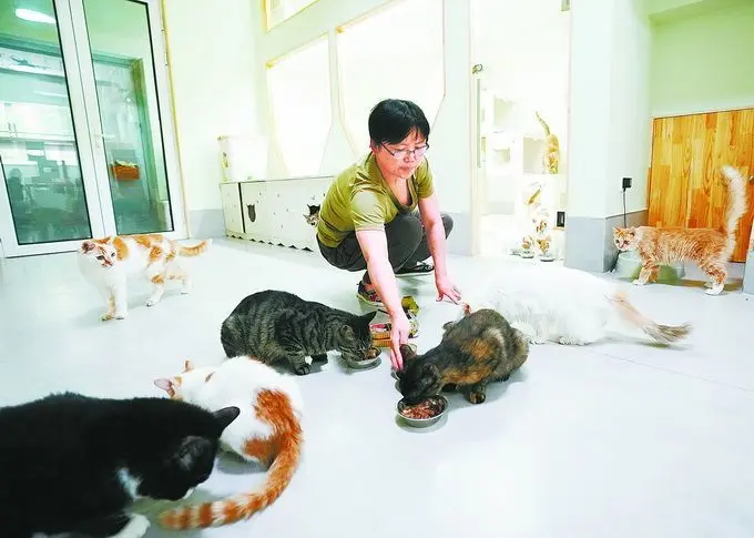 “幸运土猫”中转站，为超过3000只流浪猫找到新家