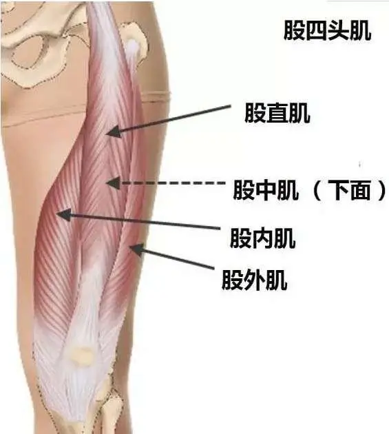 大腿前侧紧，腿粗难看？这些瑜伽动作要常练！