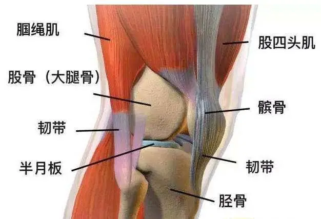 大腿前侧紧，腿粗难看？这些瑜伽动作要常练！