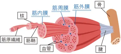 运动前后拉伸十分重要！奉送史上最全拉伸图集