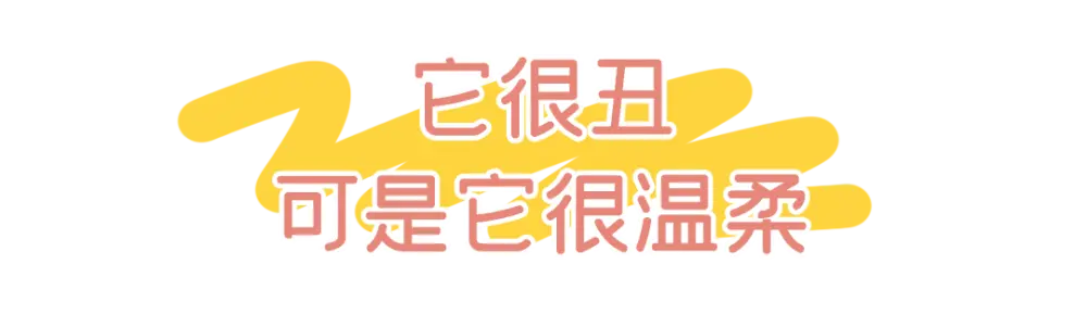 侯家塘这家鸡店，很“黄”很“暴力”！