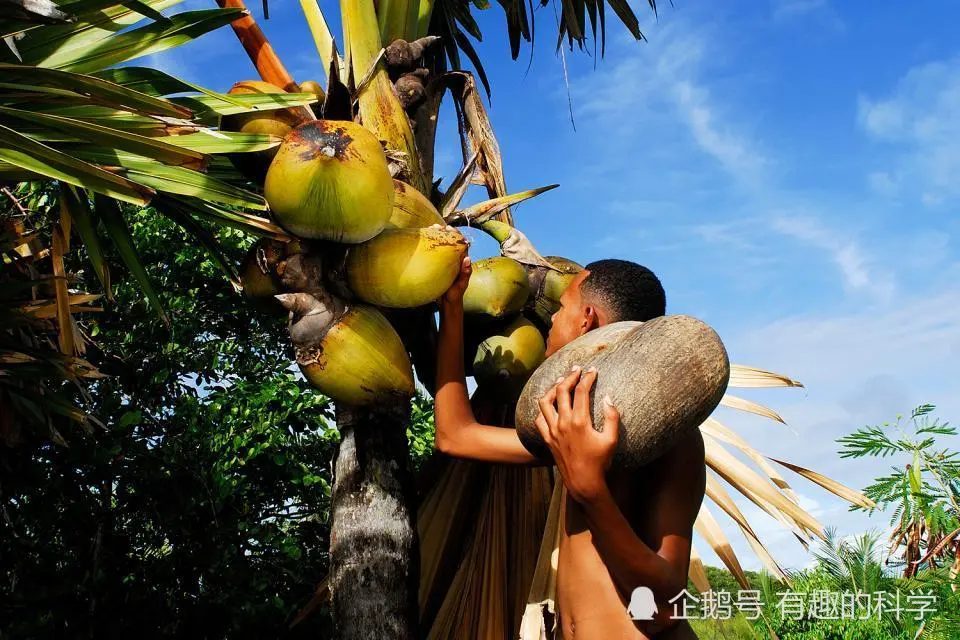 非洲神秘植物果实，拥有难以启齿的“样貌”，却曾被视为皇室珍宝