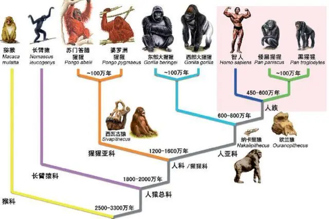 人类为何会失去全身毛发，只剩下关键部位毛发？